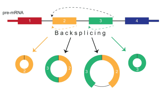 circRNA splicing and isoform diversity