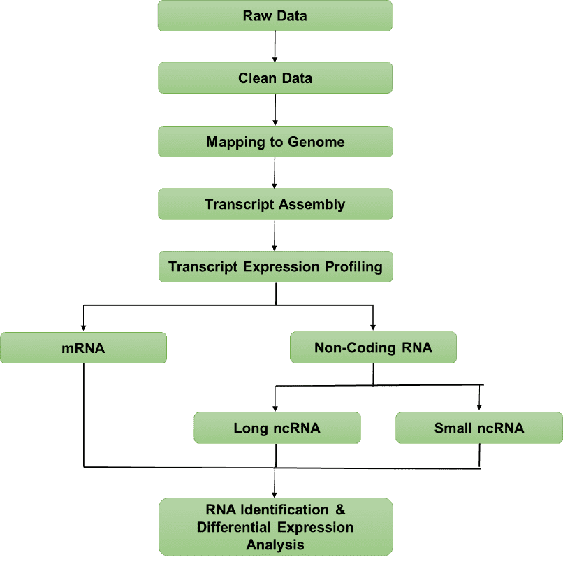 Transient Transcriptome Sequencing