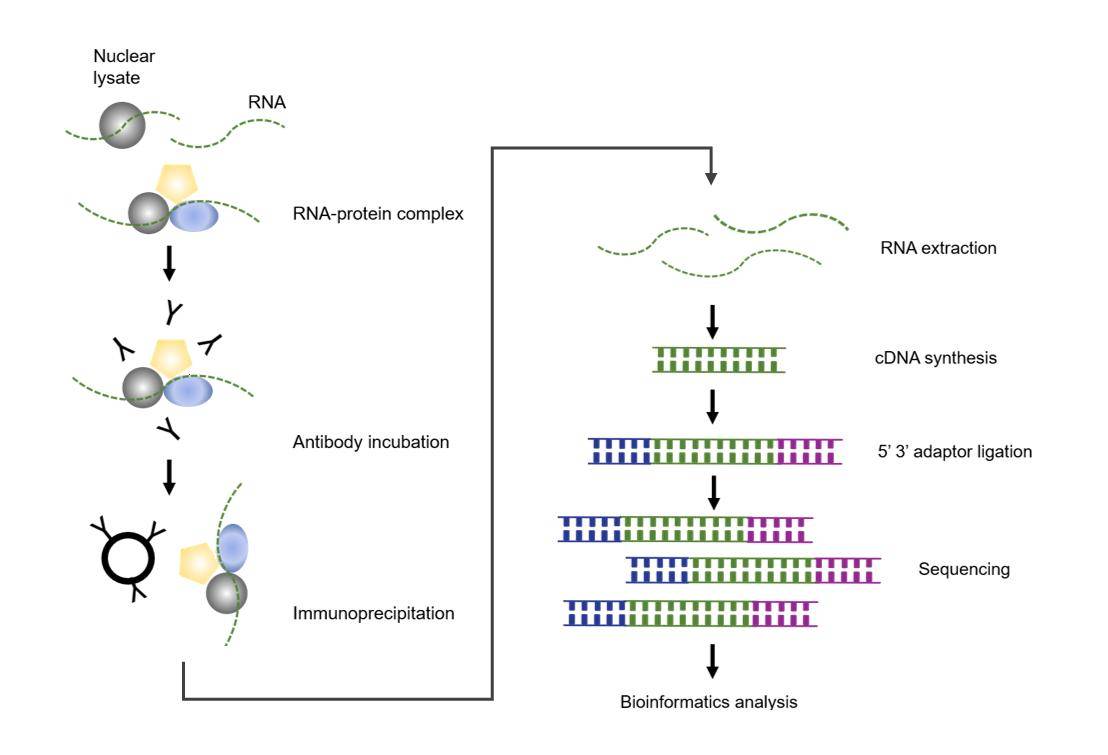 Workflow of RIP Sequencing